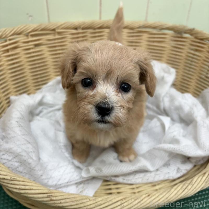 販売中の岐阜県のマルプー:マルチーズ×トイプードル-448236の2枚目