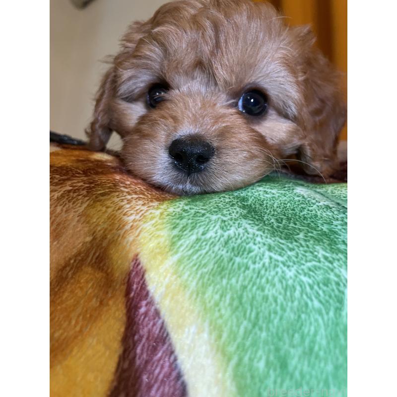 販売中の神奈川県のキャバプー:キャバリア×トイプードル-440489