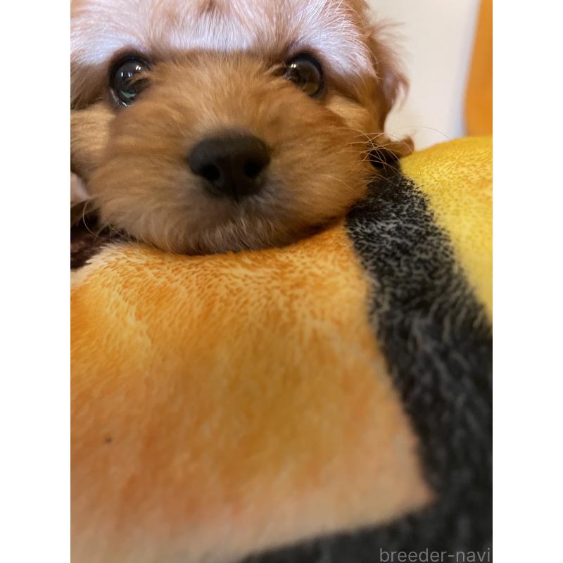 商談中の神奈川県のキャバプー:キャバリア×トイプードル-440489の7枚目