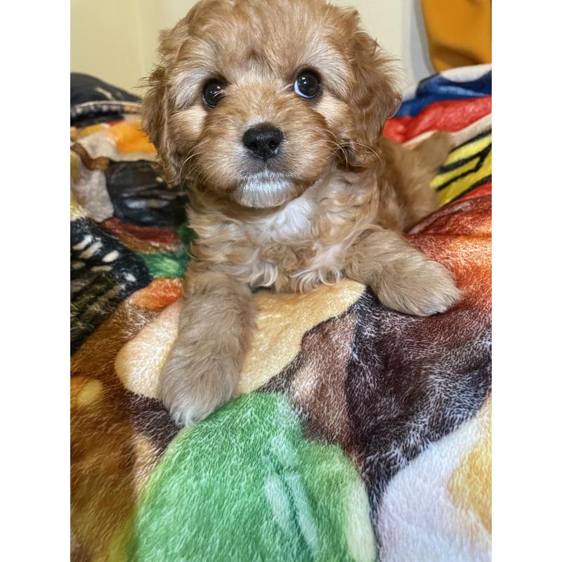 商談中の神奈川県のキャバプー:キャバリア×トイプードル-440489の6枚目