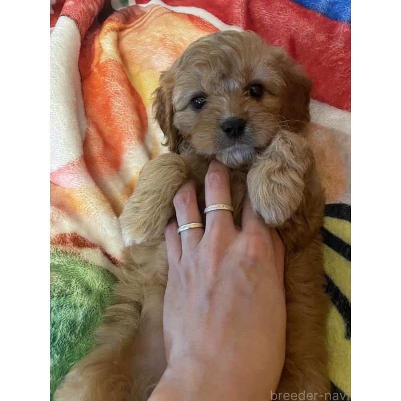 商談中の神奈川県のキャバプー:キャバリア×トイプードル-440489の5枚目