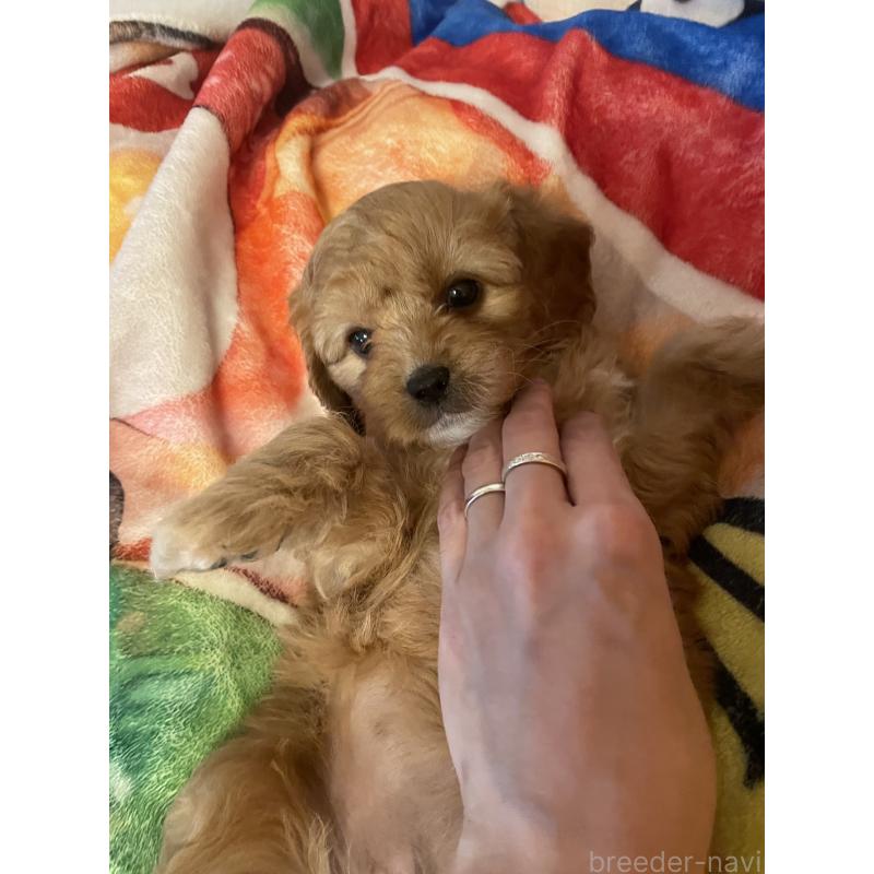 商談中の神奈川県のキャバプー:キャバリア×トイプードル-440489の4枚目