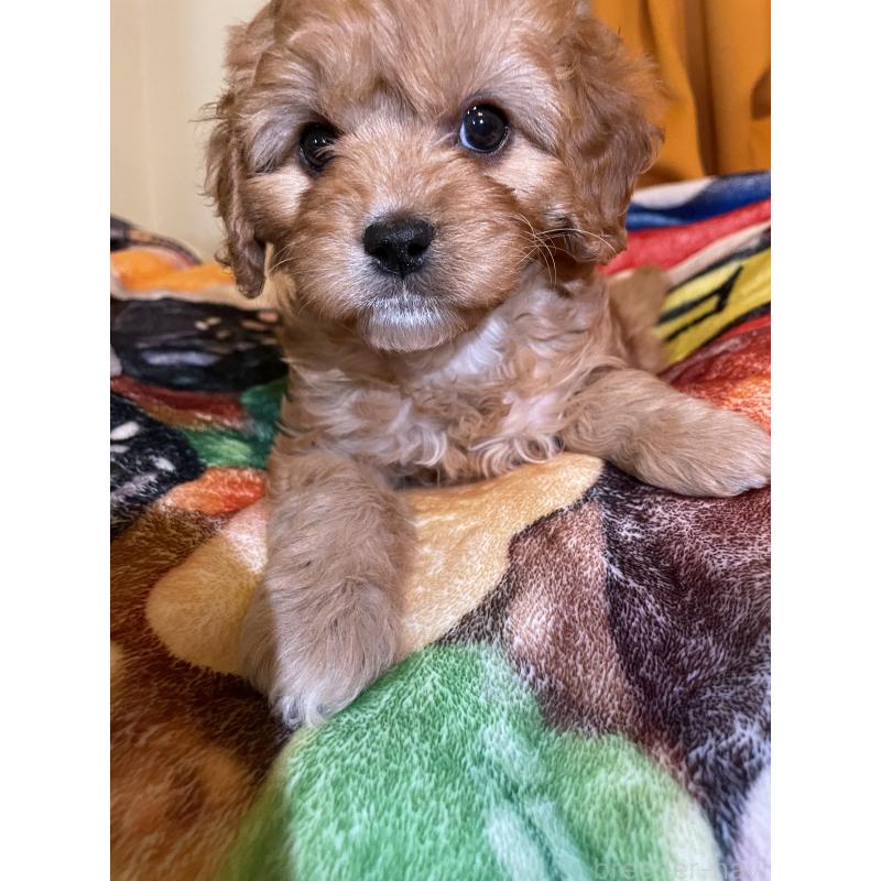 商談中の神奈川県のキャバプー:キャバリア×トイプードル-440489の2枚目