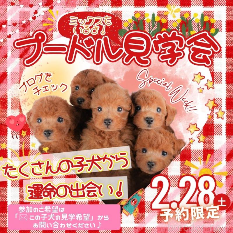 販売中の栃木県のトイプードル-448240の3枚目