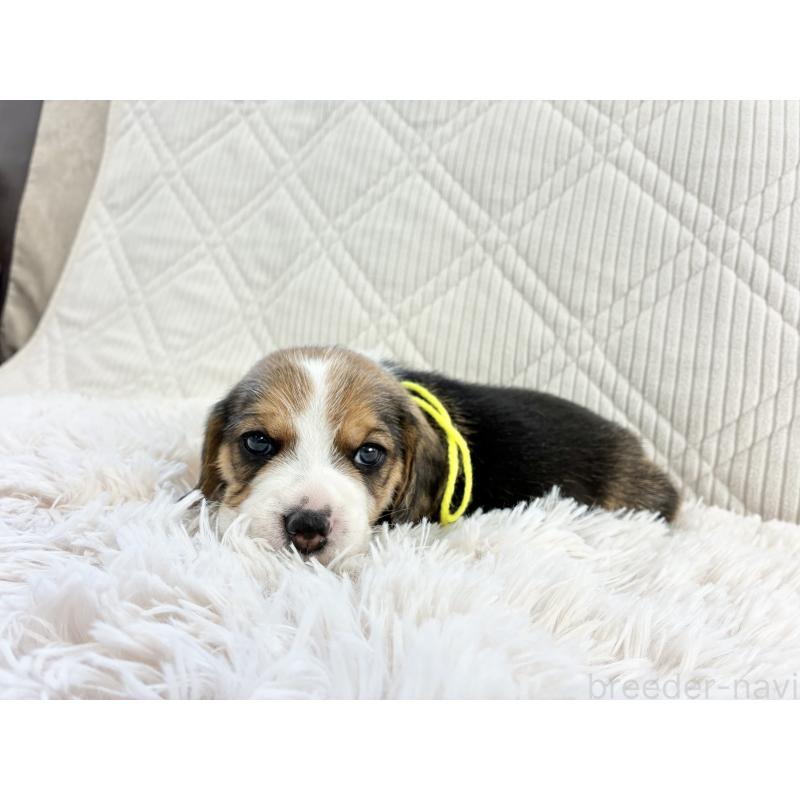 販売中の三重県のビーグル-448242の10枚目