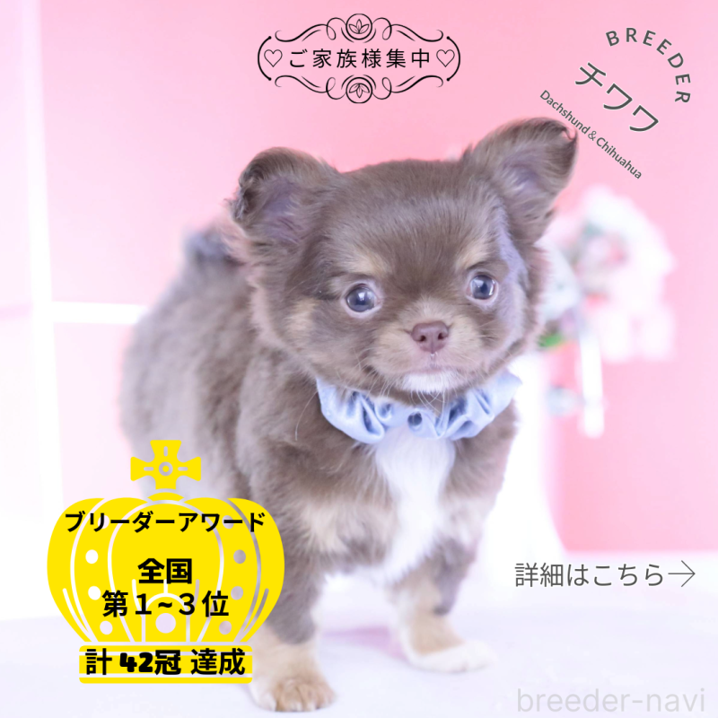 販売中の愛知県のチワワ(ロングコート)-443260