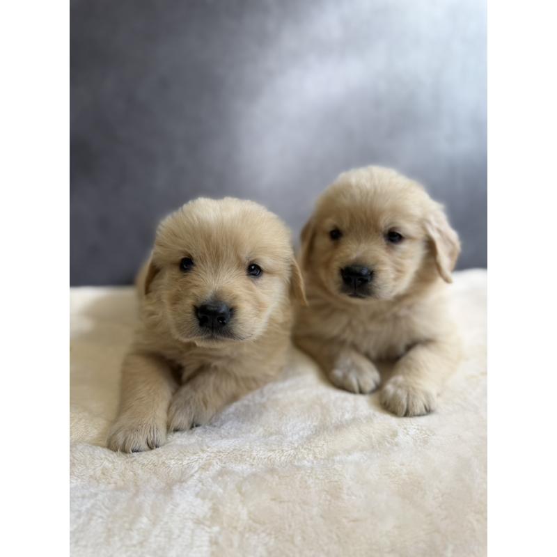 販売中の静岡県のゴールデンレトリーバー-448243の6枚目