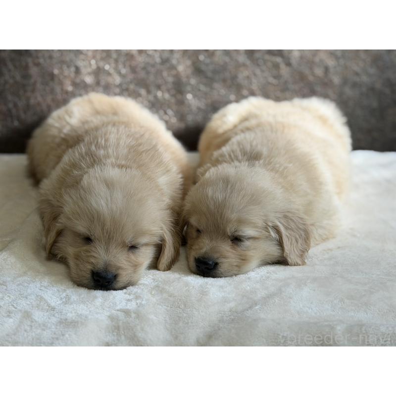 販売中の静岡県のゴールデンレトリーバー-448243の5枚目