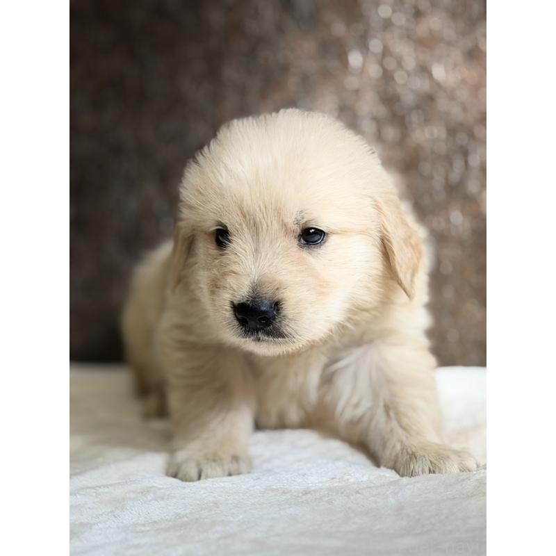 販売中の静岡県のゴールデンレトリーバー-448243の4枚目