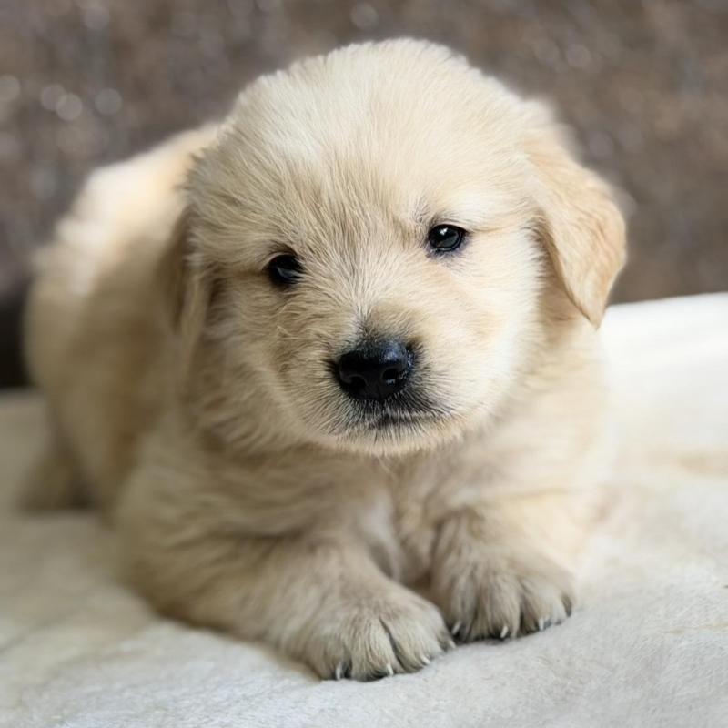 販売中の静岡県のゴールデンレトリーバー-448243の1枚目