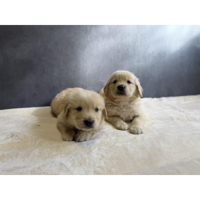 販売中の静岡県のゴールデンレトリーバー-448244の6枚目