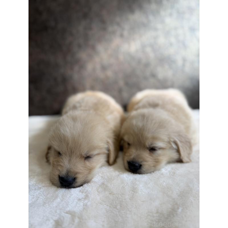 販売中の静岡県のゴールデンレトリーバー-448244の5枚目