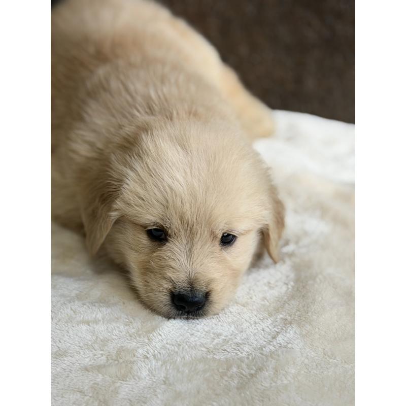 販売中の静岡県のゴールデンレトリーバー-448244の4枚目