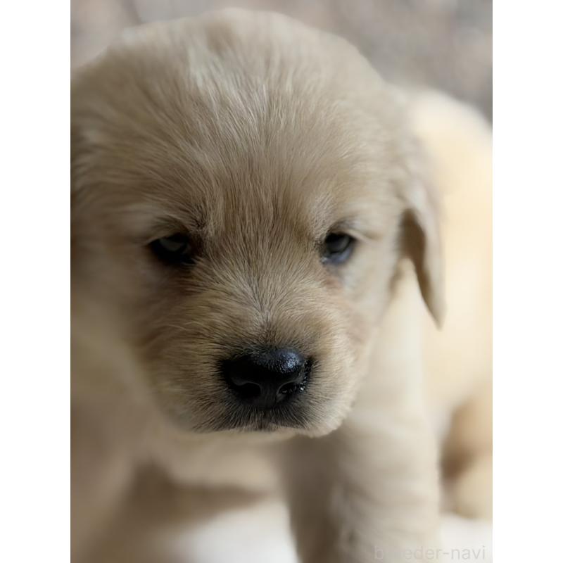 販売中の静岡県のゴールデンレトリーバー-448244の3枚目