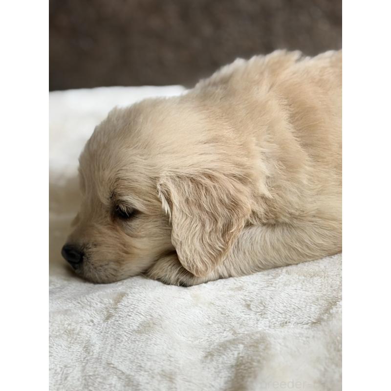 販売中の静岡県のゴールデンレトリーバー-448244の2枚目