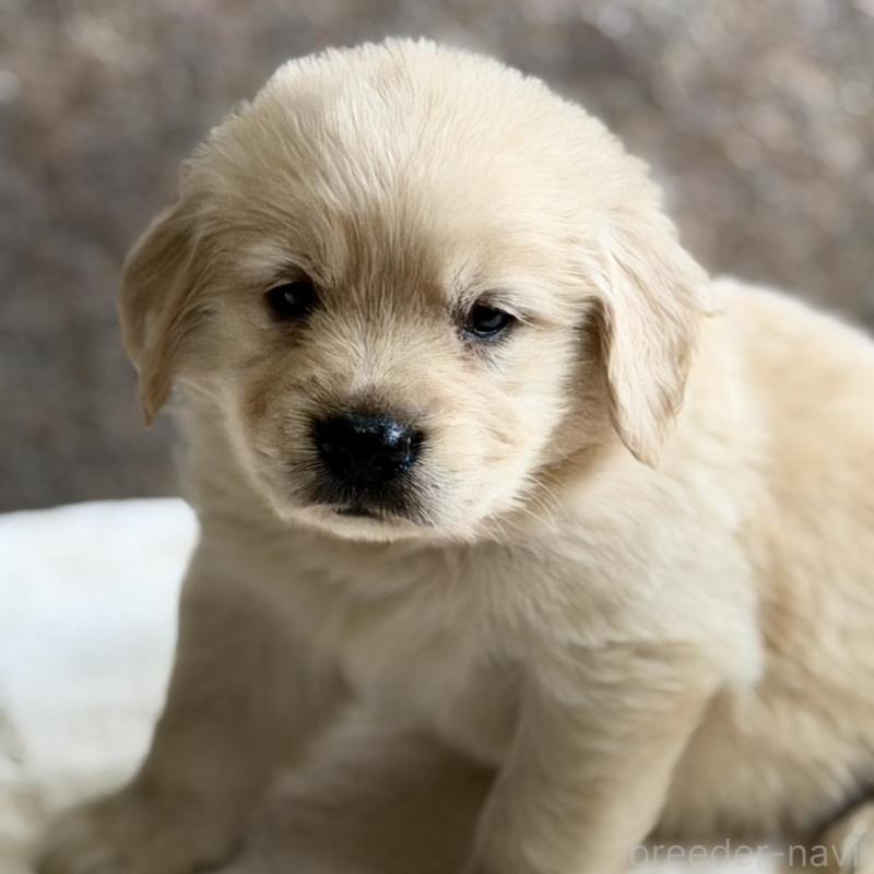 販売中の静岡県のゴールデンレトリーバー-448244