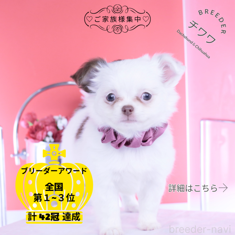 販売中の愛知県のチワワ(ロングコート)-443264