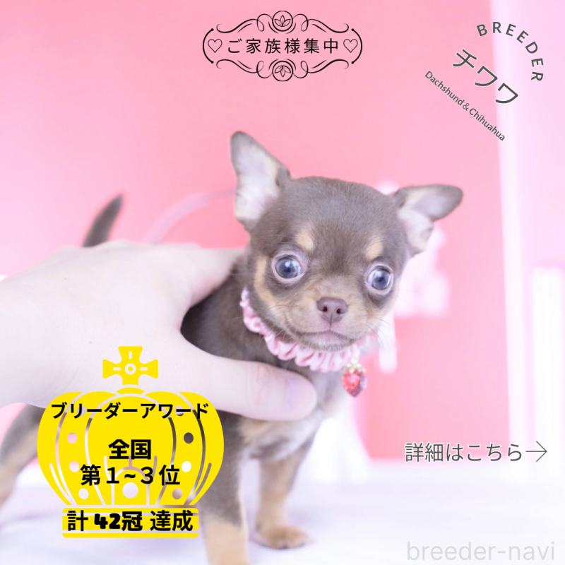 販売中の愛知県のチワワ(スムースコート)-443262