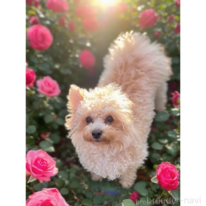 販売中の千葉県のトイプードル-448249の6枚目