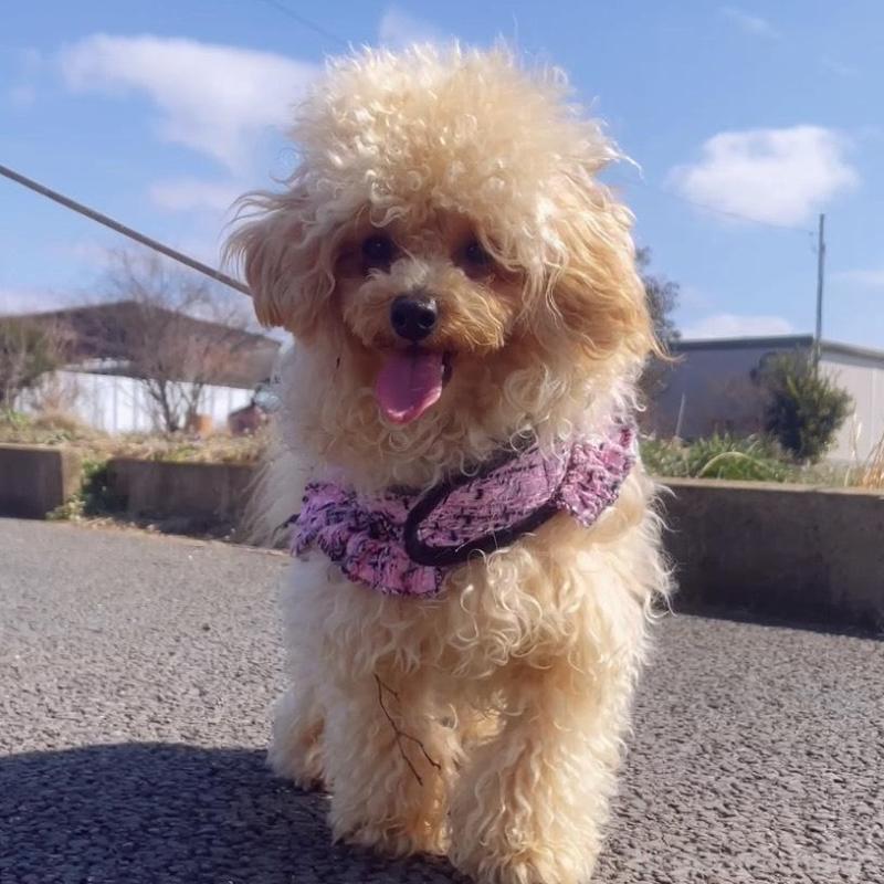 販売中の千葉県のトイプードル-448249の2枚目