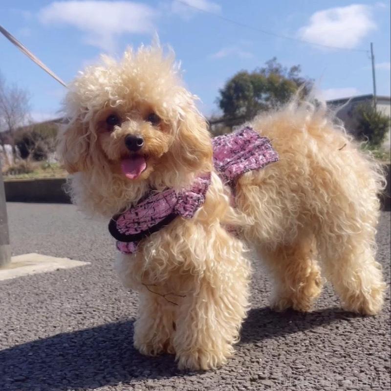 販売中の千葉県のトイプードル-448249の1枚目