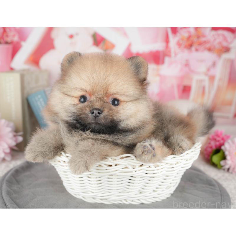 販売中の千葉県のポメラニアン-448267