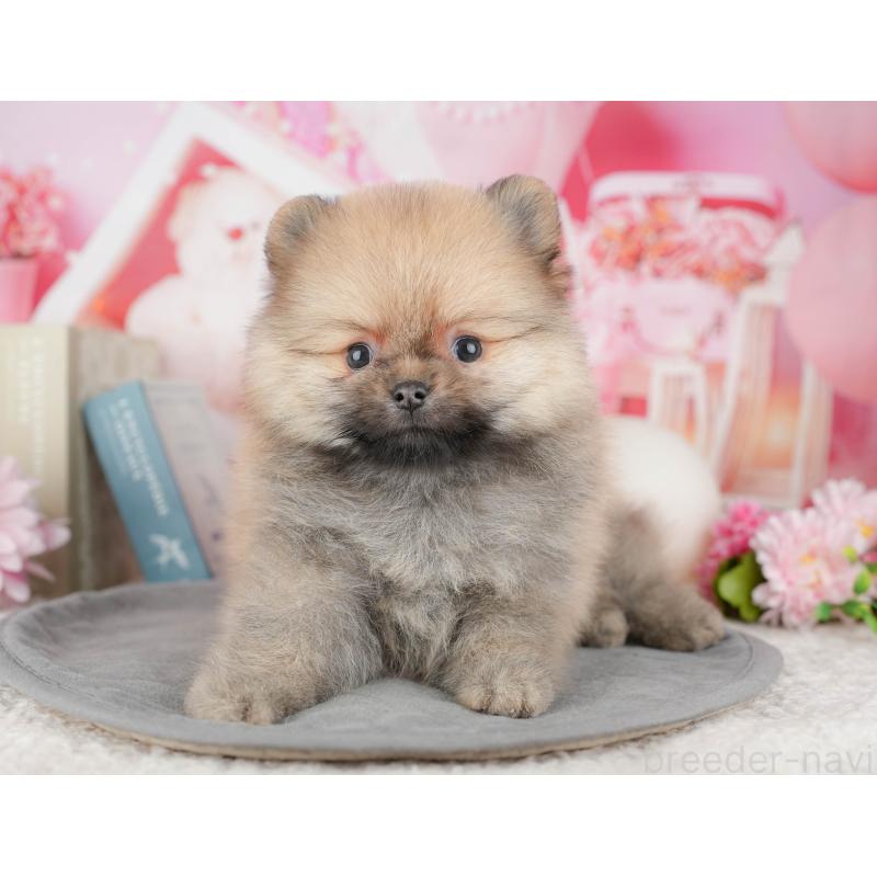 販売中の千葉県のポメラニアン-448267の9枚目