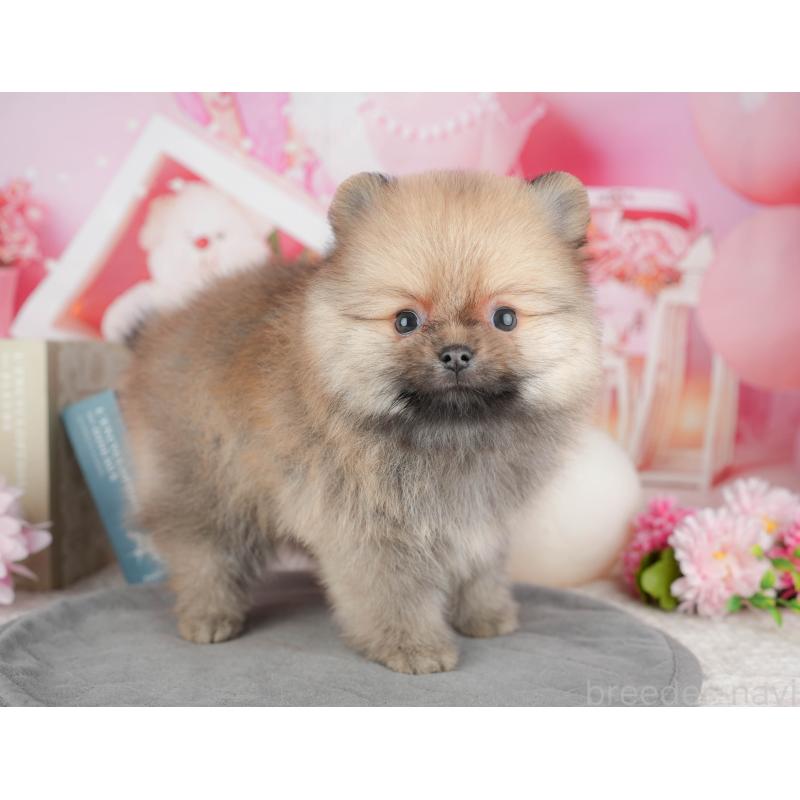 販売中の千葉県のポメラニアン-448267の8枚目