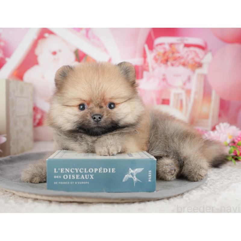 販売中の千葉県のポメラニアン-448267の7枚目