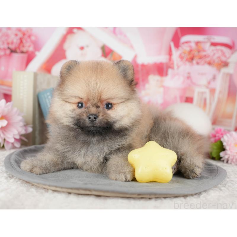 販売中の千葉県のポメラニアン-448267の6枚目