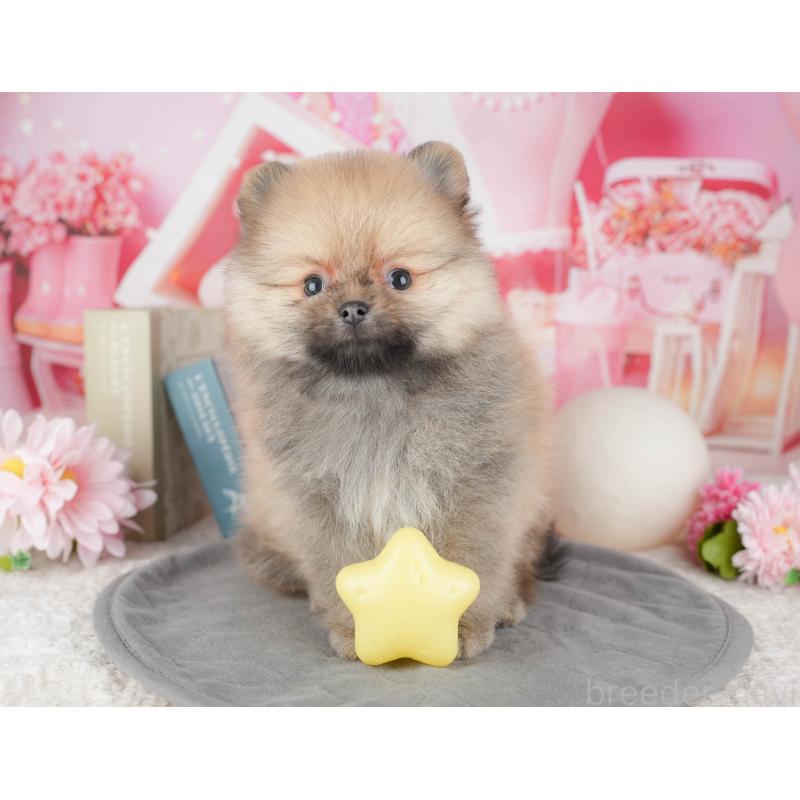 販売中の千葉県のポメラニアン-448267の5枚目