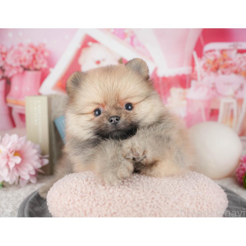 販売中の千葉県のポメラニアン-448267の3枚目