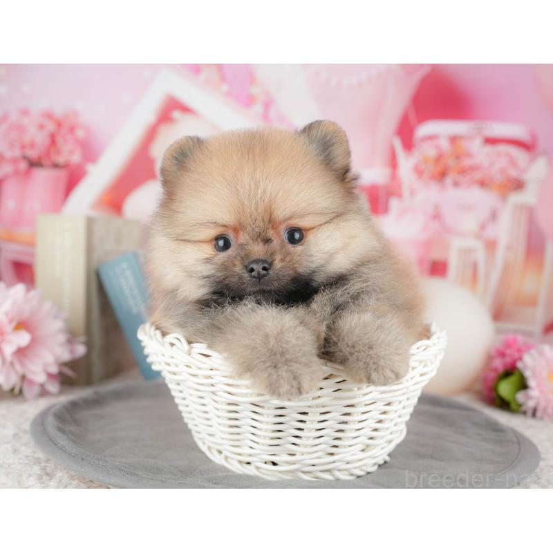 販売中の千葉県のポメラニアン-448267の2枚目