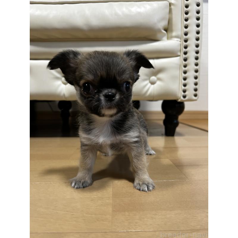 販売中の香川県のチワワ(ロングコート)-448252の13枚目