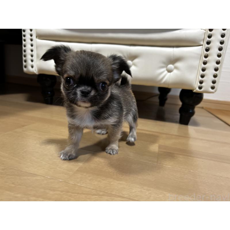 販売中の香川県のチワワ(ロングコート)-448252の12枚目