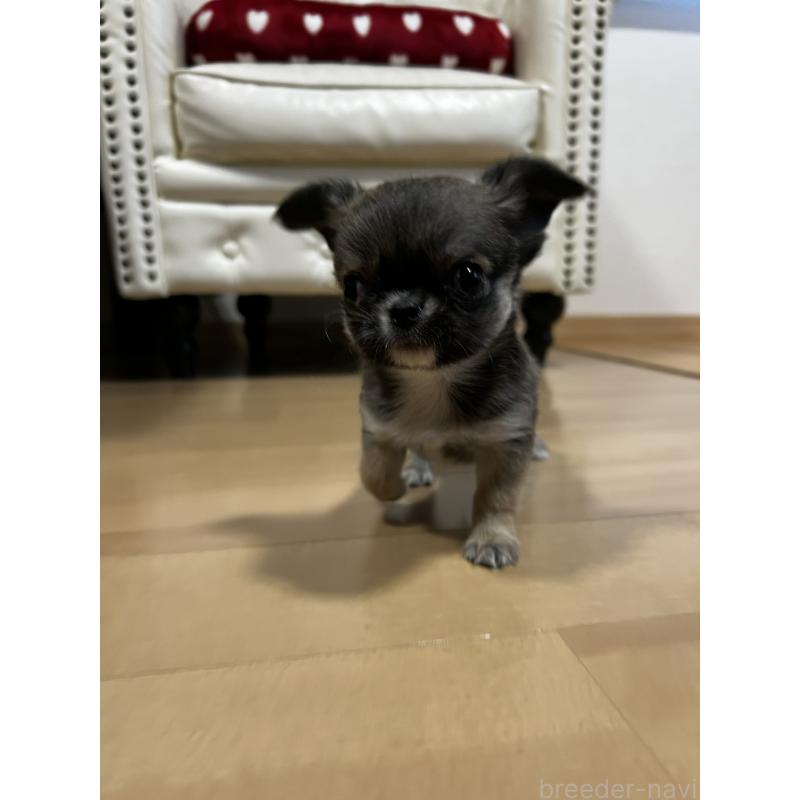 販売中の香川県のチワワ(ロングコート)-448252の11枚目