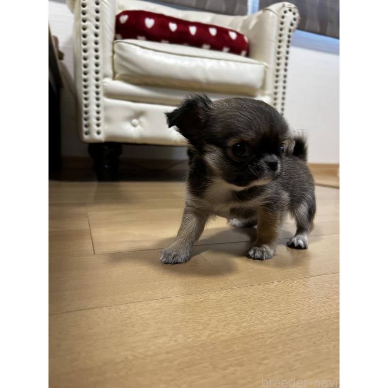 販売中の香川県のチワワ(ロングコート)-448252の10枚目