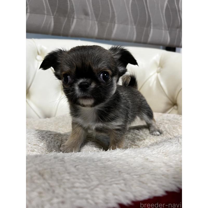 販売中の香川県のチワワ(ロングコート)-448252の9枚目