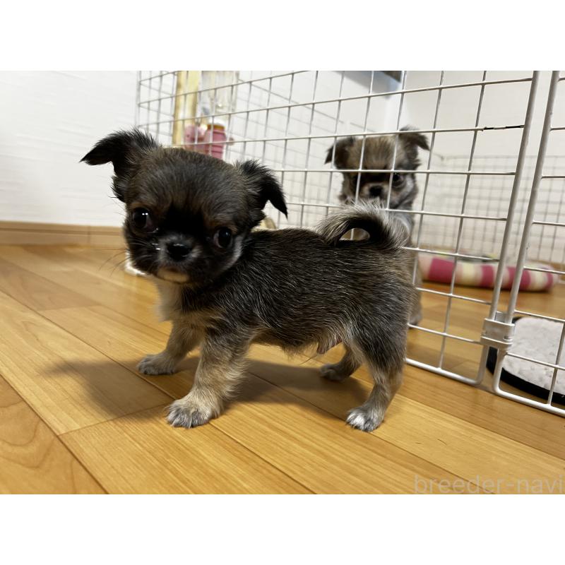 販売中の香川県のチワワ(ロングコート)-448252の8枚目