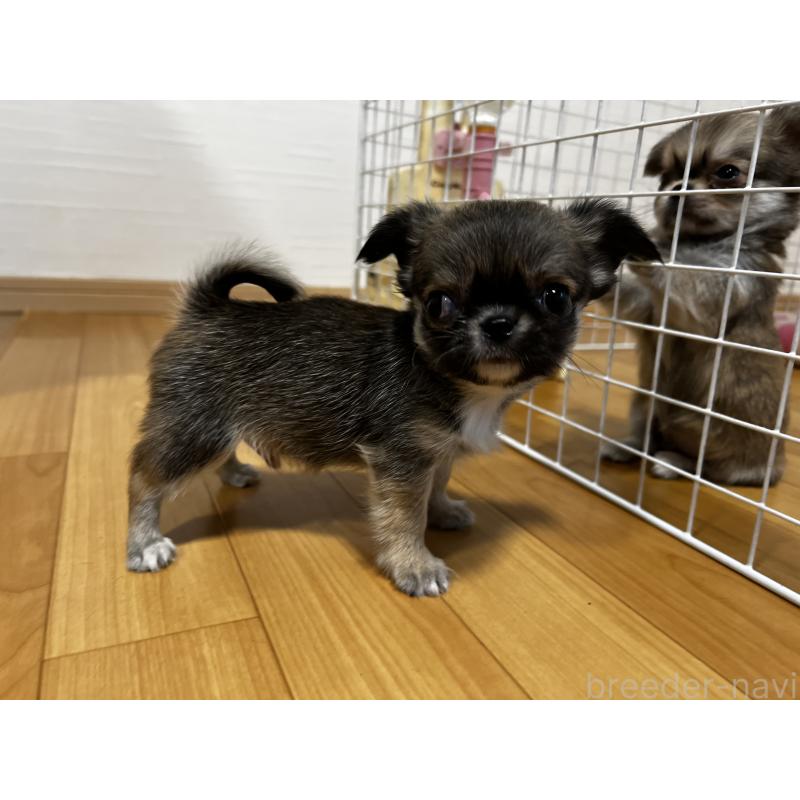 販売中の香川県のチワワ(ロングコート)-448252の7枚目