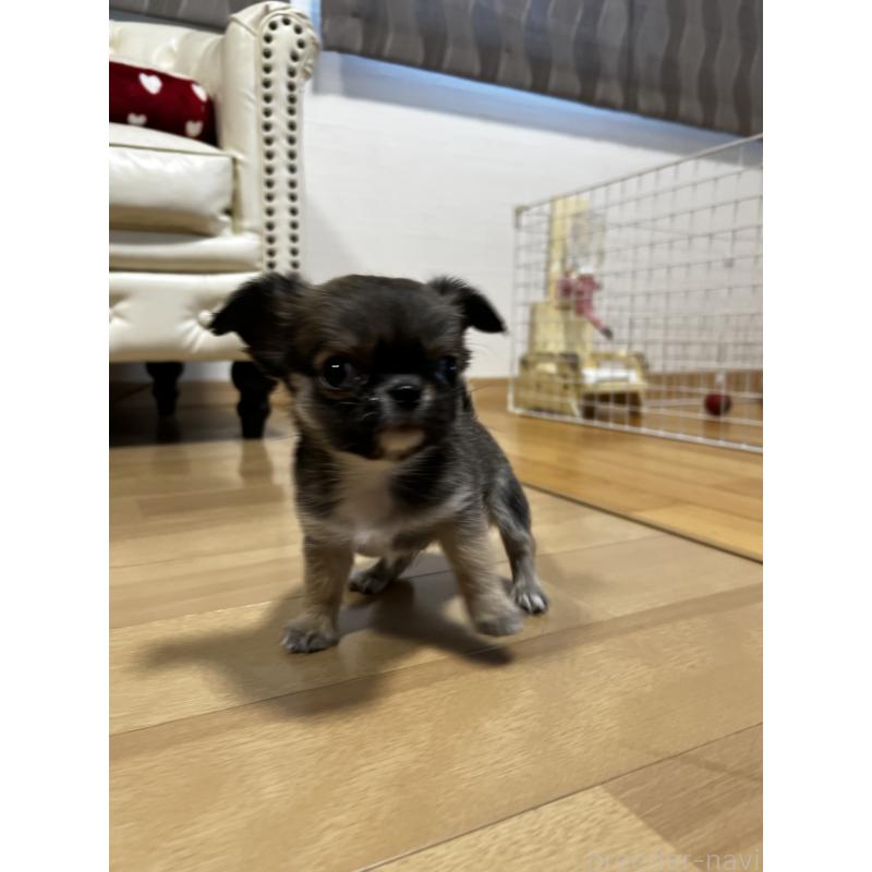 販売中の香川県のチワワ(ロングコート)-448252の6枚目