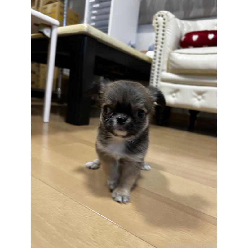 販売中の香川県のチワワ(ロングコート)-448252の4枚目