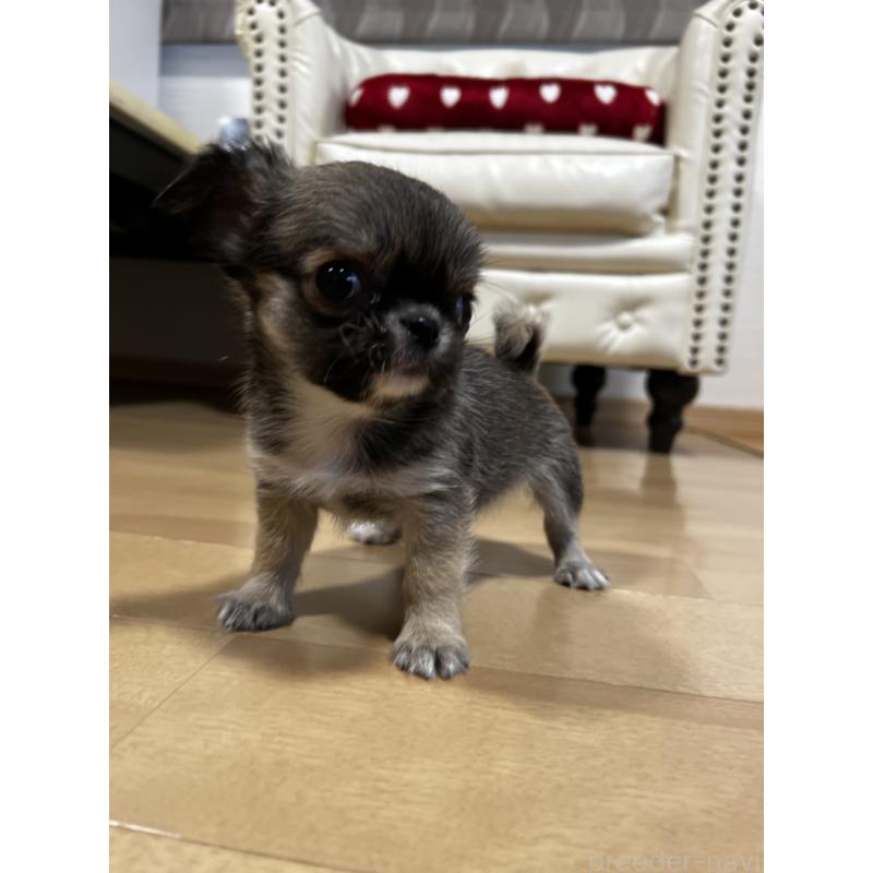 販売中の香川県のチワワ(ロングコート)-448252の3枚目