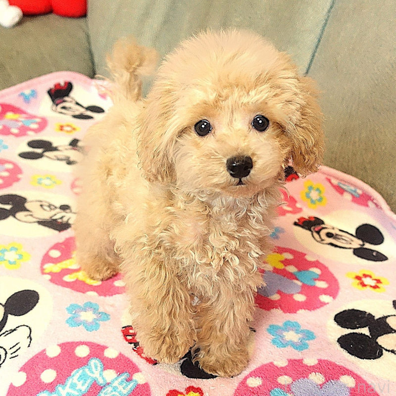 販売中の熊本県のマルプー:マルチーズ×トイプードル-448255の6枚目