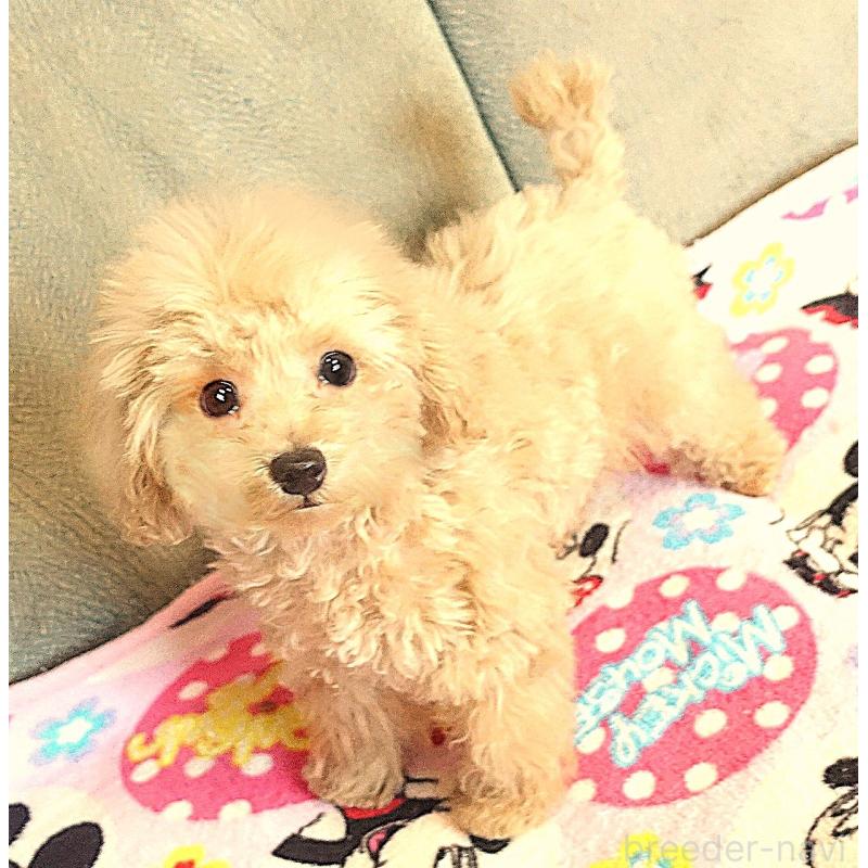 販売中の熊本県のマルプー:マルチーズ×トイプードル-448255の5枚目