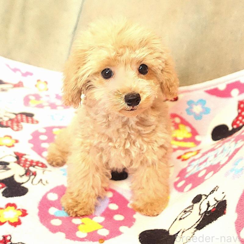 販売中の熊本県のマルプー:マルチーズ×トイプードル-448255の4枚目