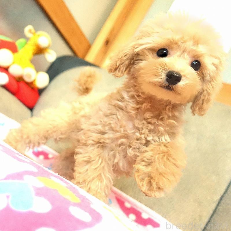 販売中の熊本県のマルプー:マルチーズ×トイプードル-448255の1枚目