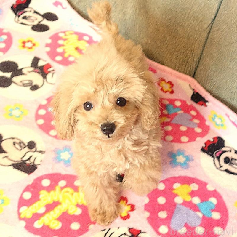 販売中の熊本県のマルプー:マルチーズ×トイプードル-448255の2枚目