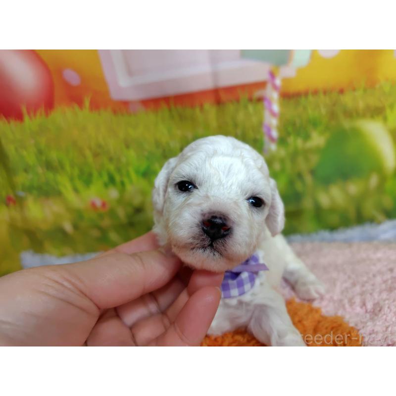 販売中の神奈川県のビションフリーゼ-448256の5枚目