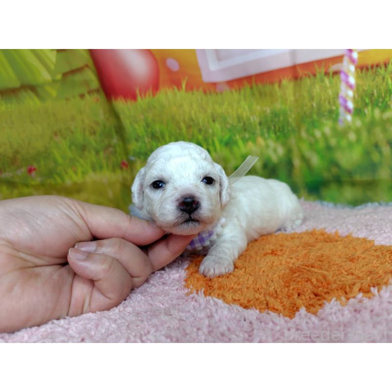 販売中の神奈川県のビションフリーゼ-448256の4枚目